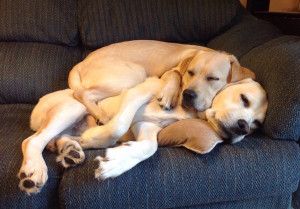 ... pictures of dogs will show you how some dogs make the cuddling a fun