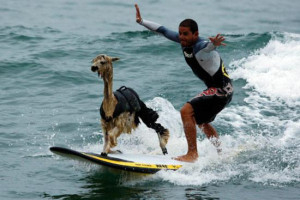 Funny Surfing (80)