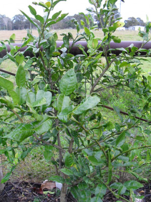 tropical plant photo dictionary