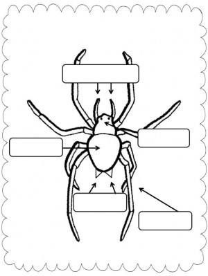 ... Spiders Labels, Spiders Activities, Lessons Ideas, 1St Grade, Science