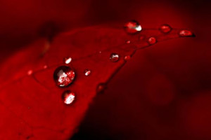Gorgeous Red Color Inspired Photography