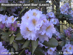 Rhododendron 39 Janet Blair 39 Leach in Londonderry NH