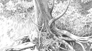 Drawing Pencil Sketches of Nature