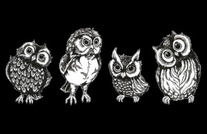drawing art cute birds owls transparent cute owls owl drawing ...