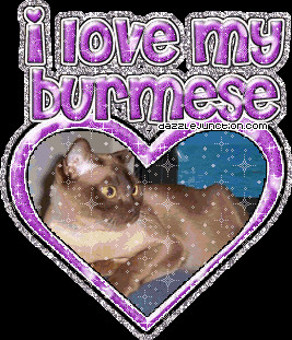 Cat Lovers I Love My Burmese quote