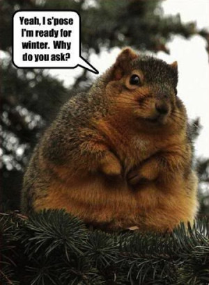 Funny-Squirrel-ready-for-winter.jpg