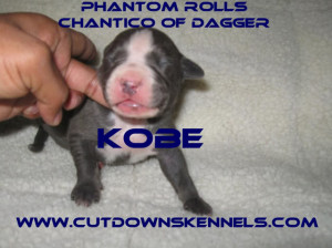 Cutdowns Kennels Production