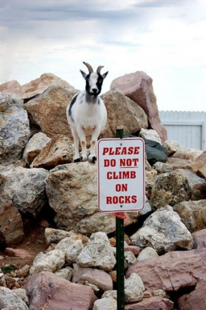 funny goat pictures 30 (8)