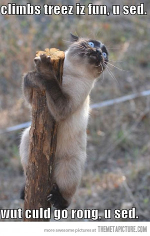 Funny photos funny cat scared tree
