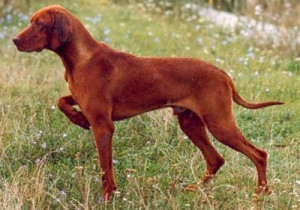 - Hungarian hunting dogHair Dogs, Hunting Dogs, Magyar Vizsla, Dogs ...