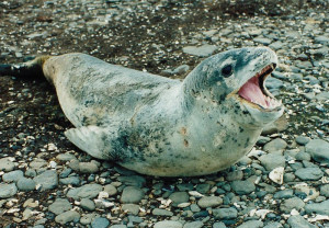 Leopard Seals image