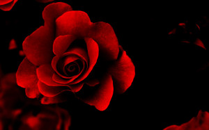 red wallpapers Red Rose Background