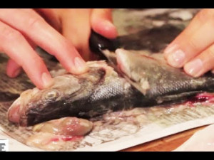 How to Gut and Deep Fry a Fish (starring Skippy)