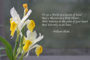 Iris Flower Quotes. QuotesGram