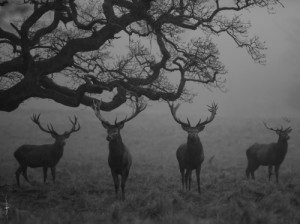 animals tree Black and White nature mist deer fog bleak Hart elk