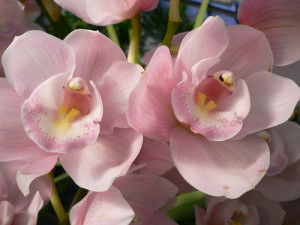 Orchidea fajták: csónakorchidea