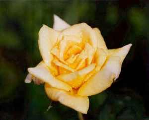 Don't be a fool and die for your country. Make the