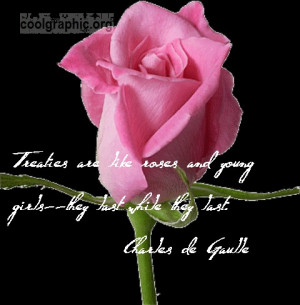 pink rose 6 Girls Love Roses Quotes