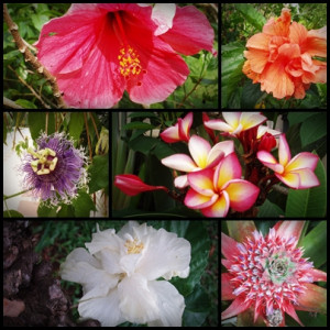... collage featuring some of the flowers I photographed while in Thailand