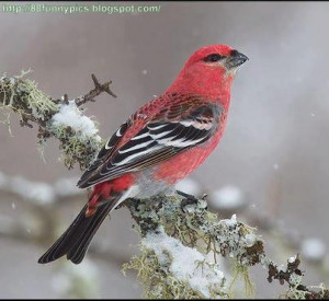 Red sparrow very beautiful bird sit on branch in winter.