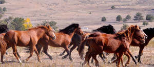 Breaking Scandal: BLM Rounding Up Wild Horses, Sending To ...