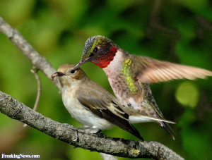 hummingbird landing on bird