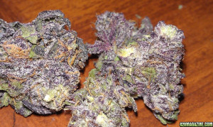 White Russian Marijuana Strain