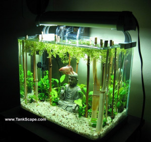 Betta Fish Tanks with Plants