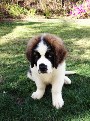Adorable 3 month old Saint Bernard puppy Zues…. cool ‘fro dude!