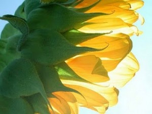 sunflower soaking in the sun