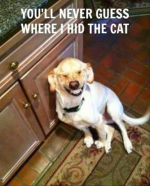 ... Animals!!!! This Proves The(very Funny) Rivalry Of Cats And Dogs
