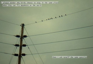 thumbs_i_always_wonder_why_birds_choose_to_stay_in_the_same_place_when ...