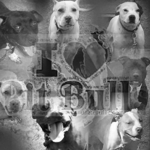 love pitbulls
