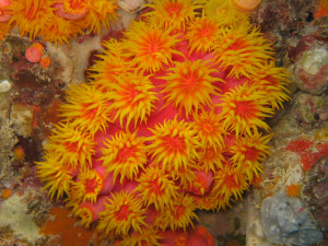 Download: 1600x1200 - Great Barrier Reef, Australia, Orange Corals