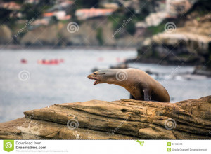 Royalty Free Stock Image Funny Seal Cliff