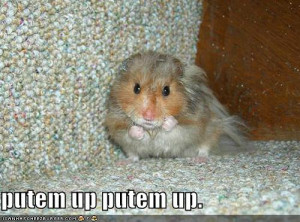 ... funny pictures boxing hamster Funny Pictures Of Hamsters With Guns