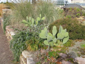 To quote Loree at Danger Garden , 