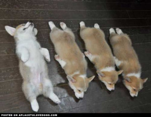 Found on aplacetolovedogs.com