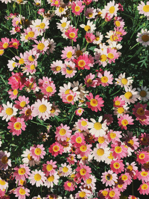 ... vintage indie flowers pink colors colorful floral analog blooming