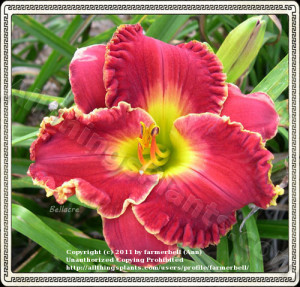 Daylily Quotes Grow