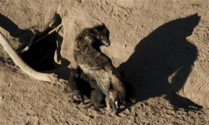 gray wolf and its nursing pups are pictured in Yellowstone National ...