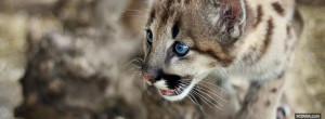cute cougar cub facebook cover