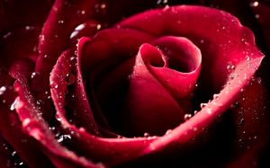 Red rose water drops Wallpapers Pictures Photos Images