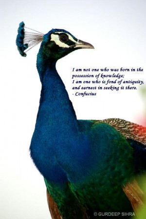Beautiful peacock pics with wisdom quotes