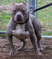 Example of a Pit Bull