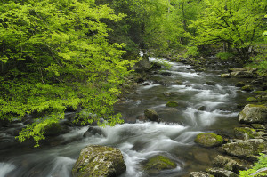 Ancient Cascades In Great Smoky Mountains Photograph