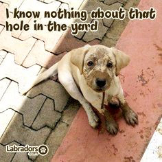 Labradors.com cute #puppy yellow labrador More