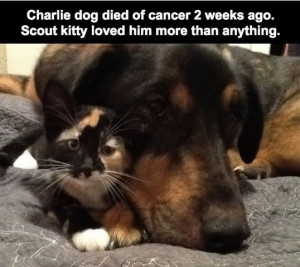 What-this-cat-does-after-her-dog-best-friend-passes-away-will-leave ...