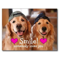 ... zazzle more baseball cap ti 2014 golden retrievers retriever calendar