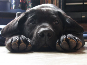 black-labrador-retriever-puppy-dog-face-paws-upclose-cute-1024x768